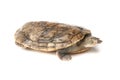 pancake turtle tortoise malacochersus tornieri Royalty Free Stock Photo