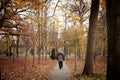 Man walking alone in the main alley of a park of Pancevo, Gradski Park, surrounded by trees in autumn fall colors in november