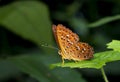 Panchinella Butterfly at Garo Hills,Meghalaya,India