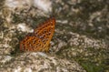 Panchinella Butterfly at Garo Hills,Meghalaya,India