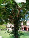 Panchwati tree Panchwati has five trees as peepal neem banyan ashok amla