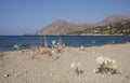 Sand lily in crete island