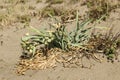Pancratium maritimum, sea daffodil black seeds and pods