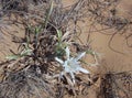 Pancratium maritimum, or sea daffodil - a geophyte, a perennial bulbous plant with linear or thorn-like leaves. Royalty Free Stock Photo