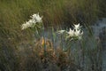 Pancratium maritimum , Sea daffodil Royalty Free Stock Photo