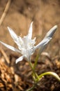Pancratium maritimum, Sea daffodil