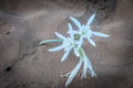 Pancratium maritimum, the sea lily, flower in the sand Royalty Free Stock Photo