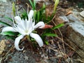 Pancratium Zeylanicum Royalty Free Stock Photo