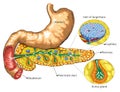 Pancreas and stomach