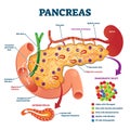 Pancreas anatomical cross section model, vector illustration medical example Royalty Free Stock Photo