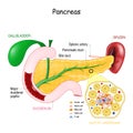 Pancreas anatomy. Cell Structure of islet of langerhans Royalty Free Stock Photo