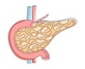 Pancreas with arteries are shown in doodle style. Internal organ of digestive system on white background. Health care