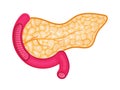 Pancreas with arteries are shown. Internal organ of digestive system on white background.