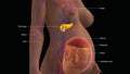 Pancreas, Circulatory System and Womb