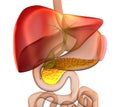 Pancreas Cross Section Real Human Anatomy - isolated on white