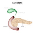 Pancreas, duodenum and gallbladder. Realistic medical illustration.