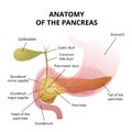 Pancreas and the duodenum location Royalty Free Stock Photo