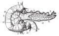 Pancreas and duodenum seen by their anterior aspect, vintage eng