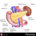 Pancreas Royalty Free Stock Photo