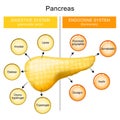 Pancreas function. pancreatic juice and hormones of a human pancreas Royalty Free Stock Photo