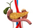 Pancreas, Gallbladder and Duodenum Anatomy Royalty Free Stock Photo