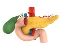 Pancreas, Gallbladder and Duodenum Anatomy