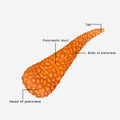 Pancreas Royalty Free Stock Photo