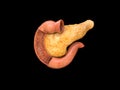 Pancreas, human anatomy, on a black background, infographics, Medical illustration of the internal organs, 3D render