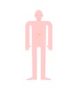 Pancreas Human anatomy. Internal organs. Systems of man body an Royalty Free Stock Photo