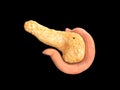 Pancreas, human anatomy, posterior view, duodenum, on black background, 3d render