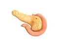 Pancreas, human anatomy, posterior view, duodenum, on white background, 3d render