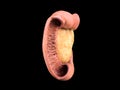 Pancreas, human anatomy, side view, black background, duodenum, 3D render