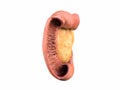 Pancreas, human anatomy, side view, white background, duodenum, 3D render