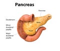 Pancreas, human anatomy, on a white background, infographics, Medical illustration of the internal organs, 3D render Royalty Free Stock Photo