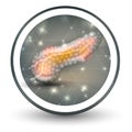 Pancreas icon Royalty Free Stock Photo