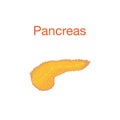 Pancreas icon in realistic style . Organs symbol stock vector illustration Royalty Free Stock Photo