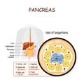 Pancreas. Islet of langerhans Royalty Free Stock Photo