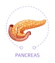 Pancreas isolated icon internal organ digestive system