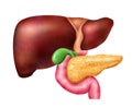 Pancreas And Liver Composition Royalty Free Stock Photo