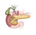 Pancreas, gallbladder and duodenum location Royalty Free Stock Photo