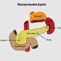 Pancreas Location and parts labeled diagram vector drawing Royalty Free Stock Photo