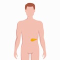 Pancreas on man body silhouette vector medical illustration isolated on white background. Human inner organ placed in