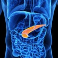 The pancreas Royalty Free Stock Photo