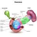 Pancreas parts and surrounding organs