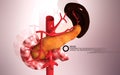 Pancreas and spleen