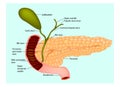 The pancreas with surrounding vessels and organs
