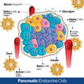 Pancreatic endocrine cells anatomy showing endocrine cells involved in secretion of hormones