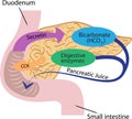 Pancreatic function in a human body