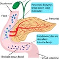 Pancreatic role and functionin digestion process in a human body