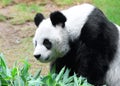 Panda Royalty Free Stock Photo
